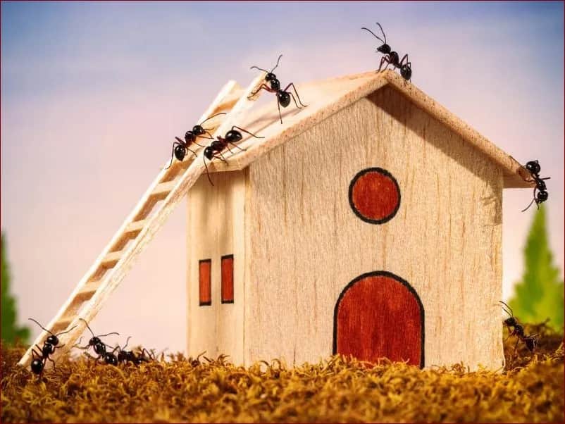Skuteczne metody, jak pozbyć się mrówek z mieszkania raz na zawsze